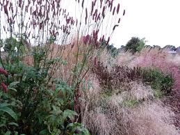Coppicing Im Garten Garten Ziergras Staudenbeet