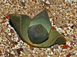 Image result for Pseudoprosopis