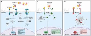 Maybe you would like to learn more about one of these? Frontiers The Unfolded Protein Response In Immune Cells As An Emerging Regulator Of Neuroinflammation Frontiers In Aging Neuroscience