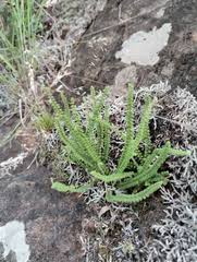 Image result for Cheilanthes angustifrondosa