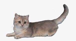 Munchkin Cat No Background Free Transparent Png Download Pngkey