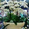 2 artificial orchid stems material: 1