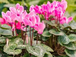 The flowers were just planted with some flowering plant food and i gave the. Cyclamen Care How To Take Care Of Cyclamen Plants