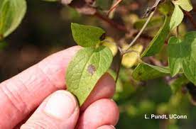 Clematis armandii pests or diseases. Clematis Ascochyta Clematidina Leaf Spot And Wilt Umass Center For Agriculture Food And The Environment
