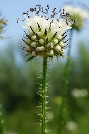 Image result for Dipsacus pinnatifidus