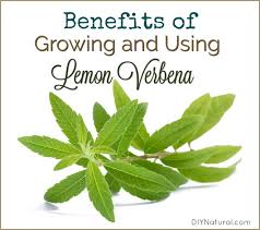 Find the perfect aloysia triphylla stock photo. Lemon Verbena Benefits Of Using It And A Lemon Verbena Butter Recipe