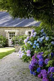 Hydrangeas Cottage Garden Southern Garden Outdoor Gardens