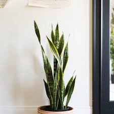 Sansevieria is a tropical plant that thrives in low light. The Complete Guide To Caring For Your House Plants Snake Plant Edition Vintage Revivals