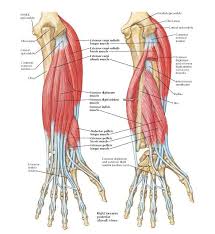 Understanding how the body moves and creates movement with the muscles is a huge part of the job. Individual Muscles Of Forearm Extensors Of Wrist And Digits Anatomy Medial Epicondyle Medial Epicondyle Forearm Anatomy Muscle Anatomy Forearm Muscle Anatomy