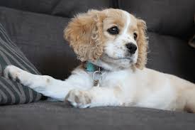 Best Quality Cavapoo Puppies For Sale In Singapore January 2022