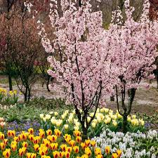 Obi Zwerg Zierkirsche Ruby Rosa Hohe Ca 40 50 Cm Topf Ca 5 L Prunus Kaufen Bei Obi In 2020 Zierkirsche Garten Und Outdoor Pflanzen