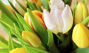 Fingerspiele sind lustig und fördern die sprachentwicklung! Fingerspiel Fur Die Kleinsten Im Fruhling Funf Tulpen Bluhen