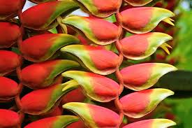 Check spelling or type a new query. What Plants Are In The Amazon Rainforest Delfin Amazon Cruises Delfin Amazon Cruises