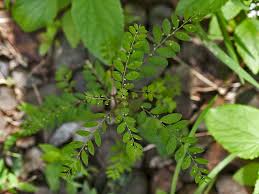 Image result for Phyllanthus mendesii