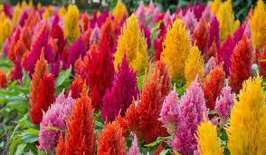 Gambar taman bunga celosia tidak hanya satu jenis bunga disini kita juga dapat menikmati keindahan bunga matahari bunga kertas dan sebagainya. Yuk Intip Rahasia Sukses Budidaya Bunga Celosia Lengkap Trikmerawat Com