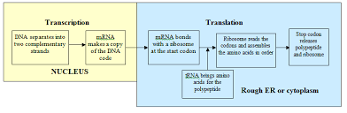 Judicious Mrna Transcription Chart Codon Chart With Full