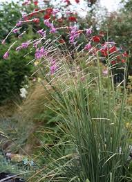 Image result for Dierama formosum