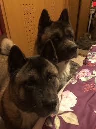 Pin On American Akitas Rufus And Gaze Amerikanskie Akity Rufus I Gejs Amerikanakitat Rufus Ja Gaze