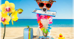 In de praktijk blijkt wel dat leerlingen van het voortgezet onderwijs toch een paar dagen eerder klaar zijn, dan de kinderen van het basisonderwijs. Zomervakantie