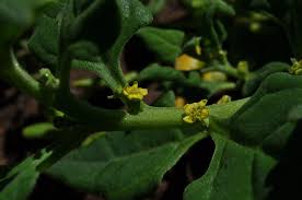 Image result for Tetragonia calycina