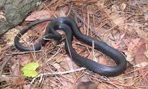 Species Profile Black Racer Coluber Constrictor Srel Herpetology Black Racer Snake Hognose Snake