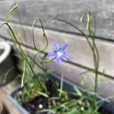 Image result for Wahlenbergia persimilis