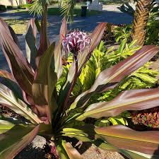 Image result for Crinum jasonii
