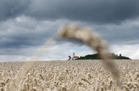 Frage steht oben bild ist unten. Landwirte Im Land Zufrieden Ernte Rekord 7 3 Tonnen Getreide Pro Hektar Wirtschaft Stuttgarter Nachrichten