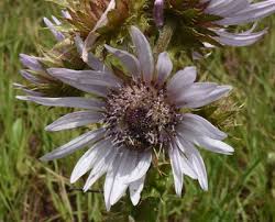 Image result for Berkheya bipinnatifida