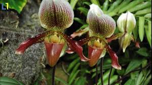 Nature blesses us with so many beautiful things. The 10 Most Beautiful Flowers In The World Amazing Video Youtube