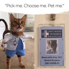 Pet Me Halloween Costume Grey S Anatomy Greys Anatomy Funny Greys Anatomy Memes Greys Anatomy Costumes