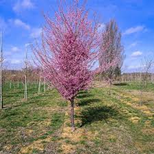 Captain collingwood ingram, the great champion of ornamental cherry trees in britain, bred this hybrid variety from prunus campanulata and prunus. Okame Cherry Halka Nurseries