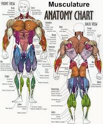 Muscle Chart Template. Muscle Chart With Accurate Description Of The ...