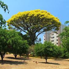 Image result for Schizolobium parahyba