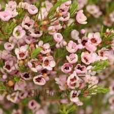 Bulk Light Pink Wax Flowers Have Many Blooming Flowers Per Stem Making It A Very Attractive Filler F Wax Flowers Cheap Wedding Flowers Wedding Flowers Peonies