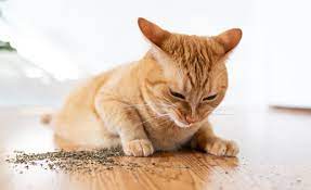 What Is Catnip And How Does It Affect Your Cat Cats Smelling Catnip Cats
