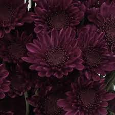 3,297 plum colored flower products are offered for sale by suppliers on alibaba.com, of which decorative flowers & wreaths accounts for 6%, artificial plant accounts for 1%. Shock Novelty Pom Purple Flower Fiftyflowers Com