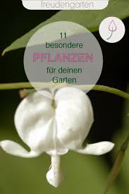 11 Aussergewohnliche Pflanzen Fur Den Garten In 2020 Garten Pflanzen Pflanzen Garten