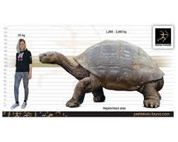 Image result for Megalochlamys