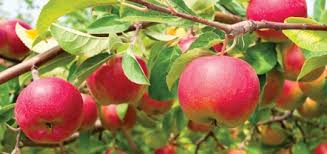 apples ile ilgili görsel sonucu