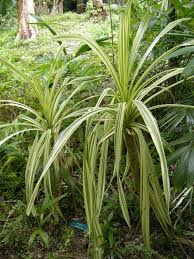 Image result for Pandanus sp. A