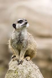 Elle se creuse des galeries et est comme les autres rongeurs considérés comme nuisible, elle aime bien les légumes des jardins. Suricate Larousse