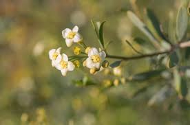 Image result for Montinia