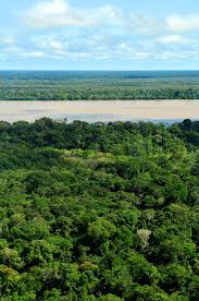 Amazon Rainforest Rainforest Amazon Rainforest South American Rainforest