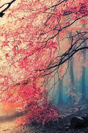 Jungle Forest Mobile Wallpaper Phone Wallpapers Landscape Wallpaper Nature Wallpaper Beautiful Nature