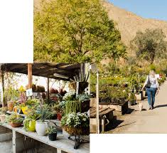 A wide variety of dried flowers wholesale options are available to you, such as processing type. About Moller S Garden Center Palm Desert Ca 92260
