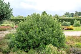 Image result for Myricaceae