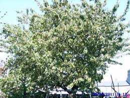 The canadian red cherry tree ( prunus virginiana ), also known as the chokecherry, is a member of the plum family native to the united states and canada. Forum I Have A Cherry Tree