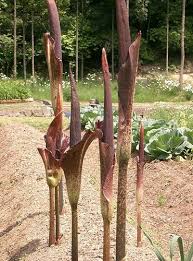 Image result for Amorphophallus goetzei