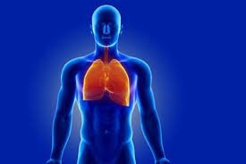 Aug 19, 2020 · getty images/science picture co. Lung Facts Anatomy And Overview In Pictures